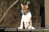 BASENJI 142